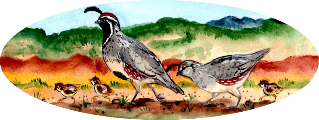 quail family peeps desert southwest chick